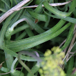 Blätterfoto Plantago serpentina